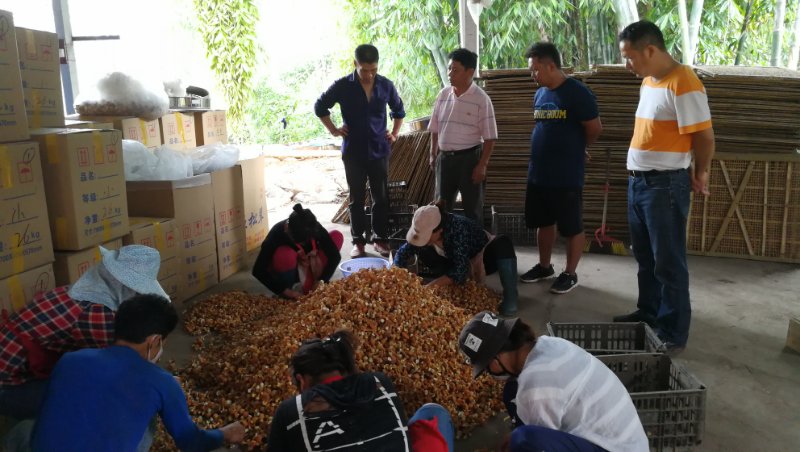 06姬松茸加工企业.JPG